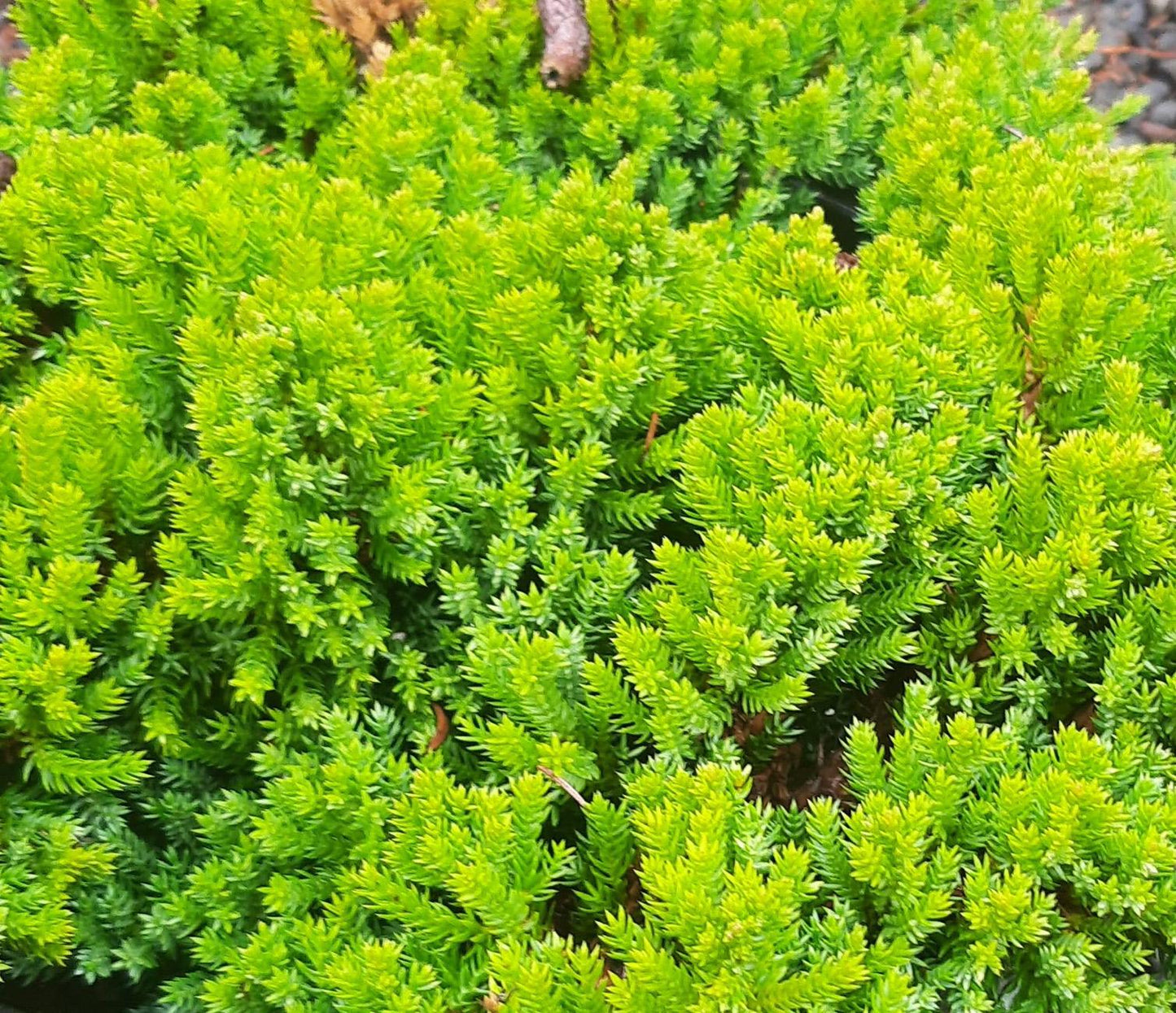 Juniperus Procumbens Greenmound - View 6 from www redcrocus com