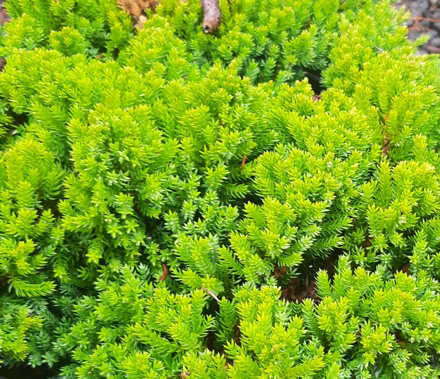 Juniperus Procumbens Greenmound - View 6 from www redcrocus com