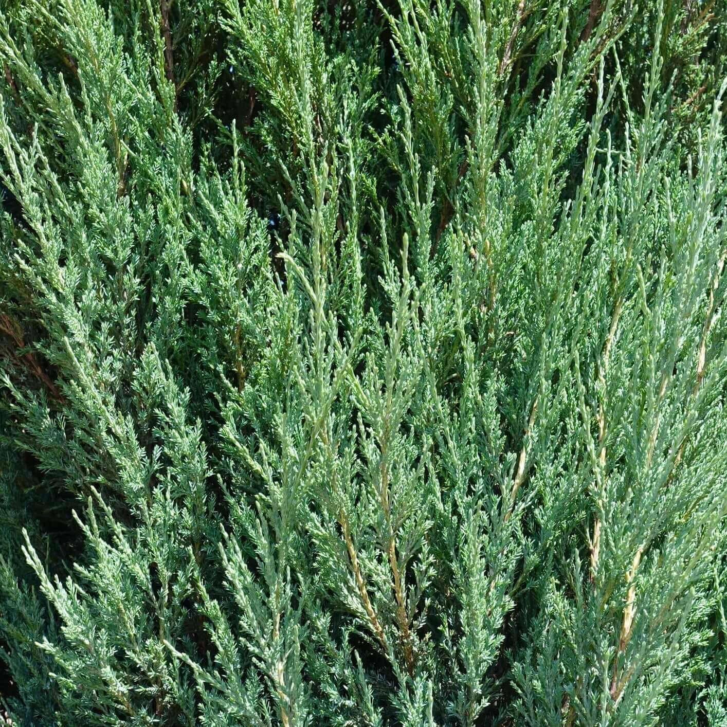 Juniperus Chinensis 'blue Point' - View 11 from www redcrocus com
