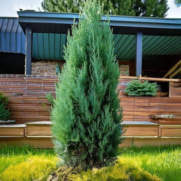 Juniperus Chinensis 'blue Point' - View 16 from www redcrocus com