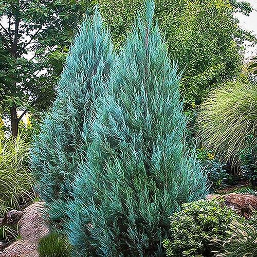 Juniperus Chinensis 'blue Point' - View 19 from www redcrocus com