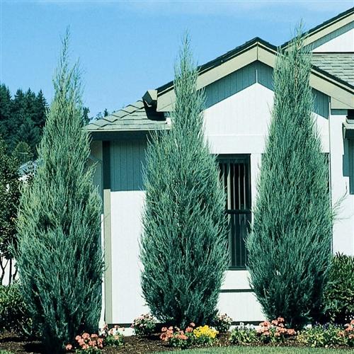 Juniperus Chinensis 'blue Point' - View 1 from www redcrocus com