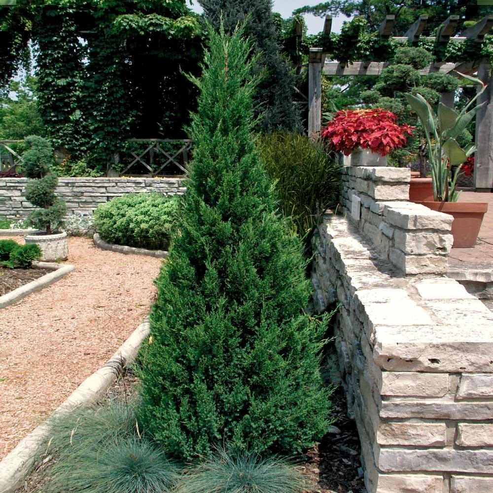 Juniperus Chinensis 'blue Point' - View 22 from www redcrocus com