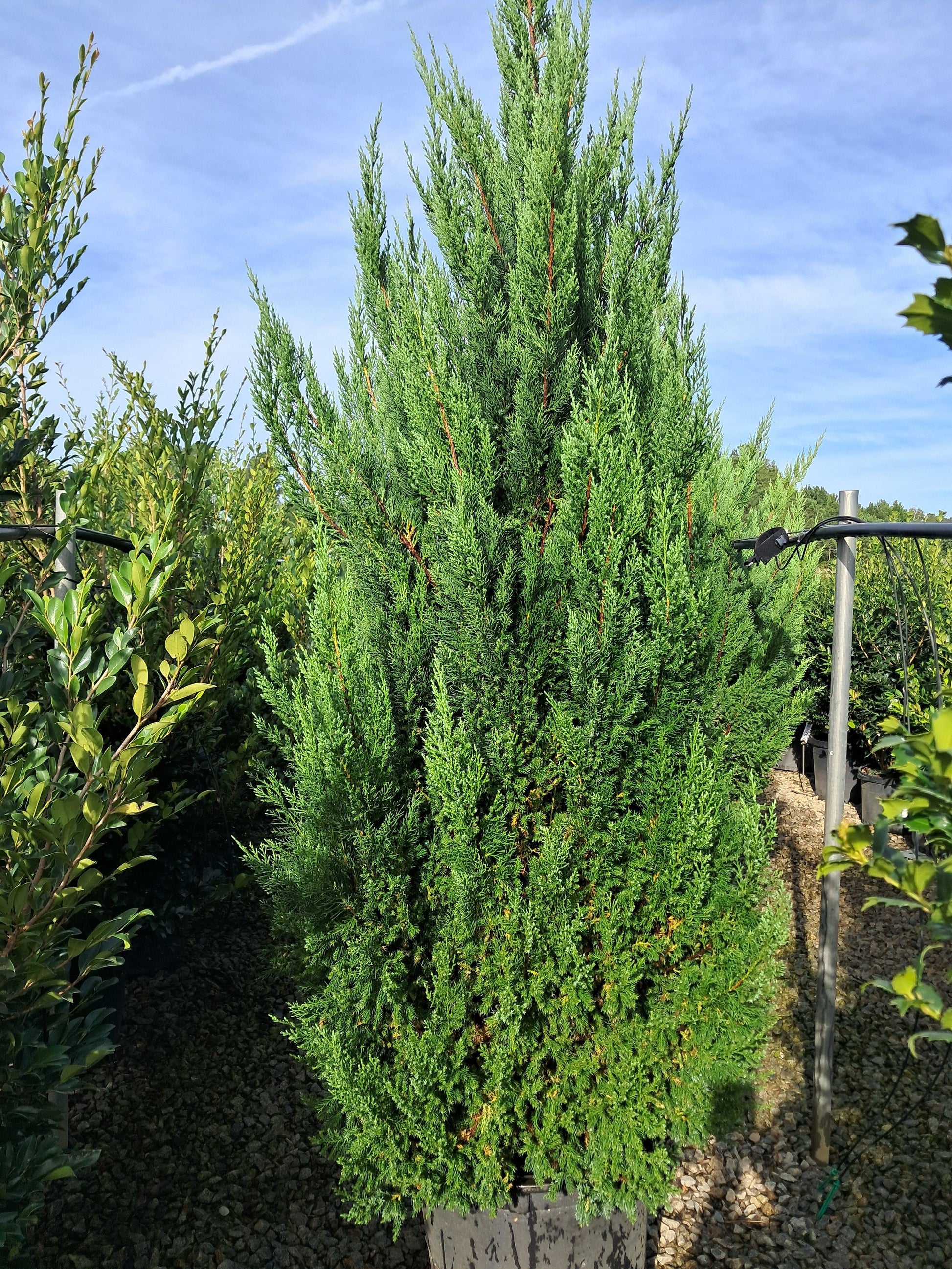 Juniperus Chinensis 'blue Point' - View 24 from www redcrocus com