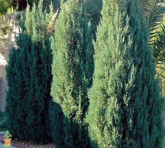 Juniperus Chinensis 'blue Point' - View 25 from www redcrocus com