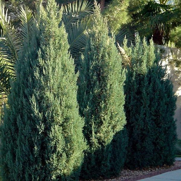 Juniperus Chinensis 'blue Point' - View 26 from www redcrocus com