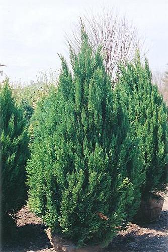 Juniperus Chinensis 'blue Point' - View 28 from www redcrocus com