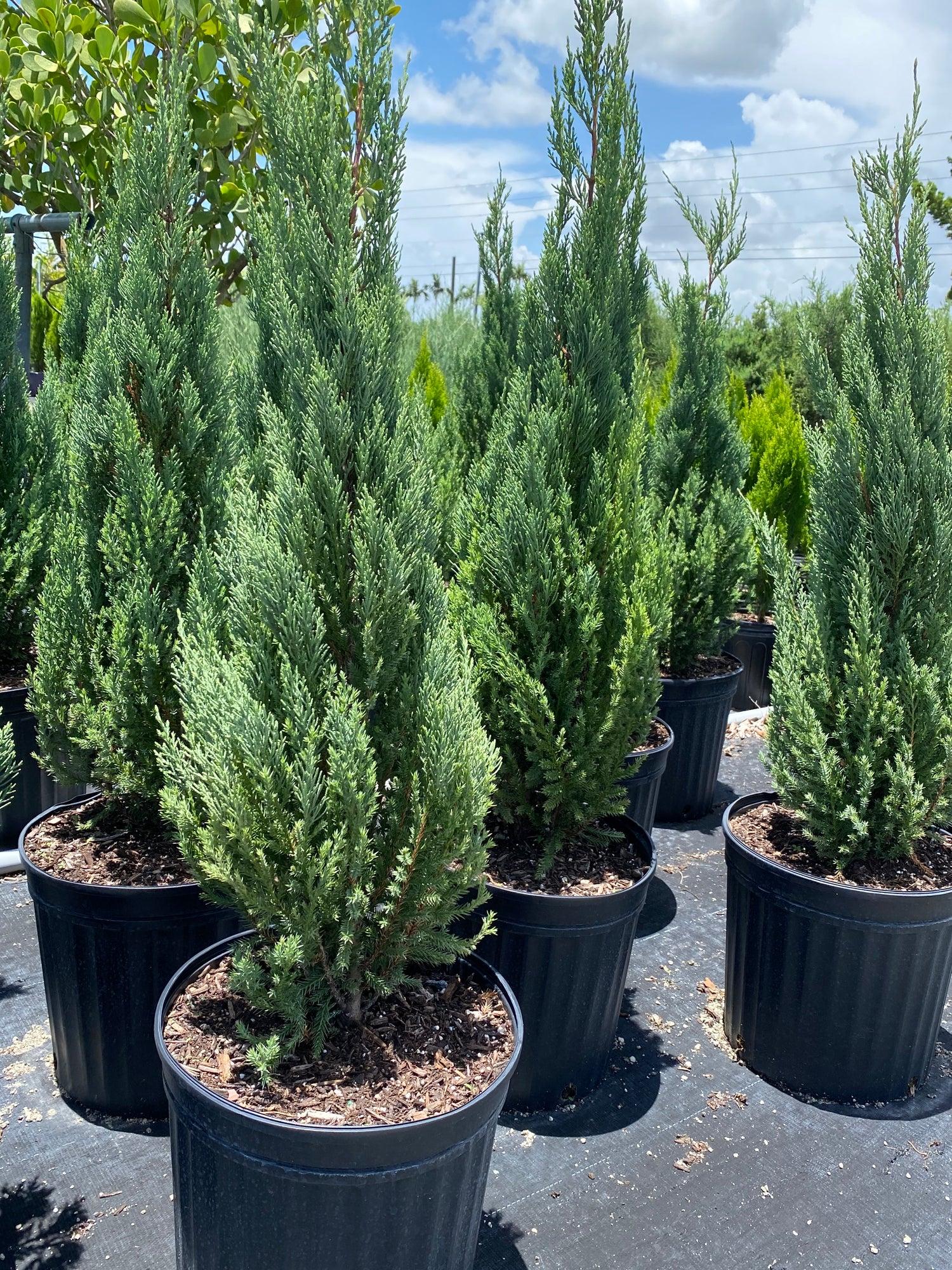 Juniperus Chinensis 'blue Point' - View 29 from www redcrocus com