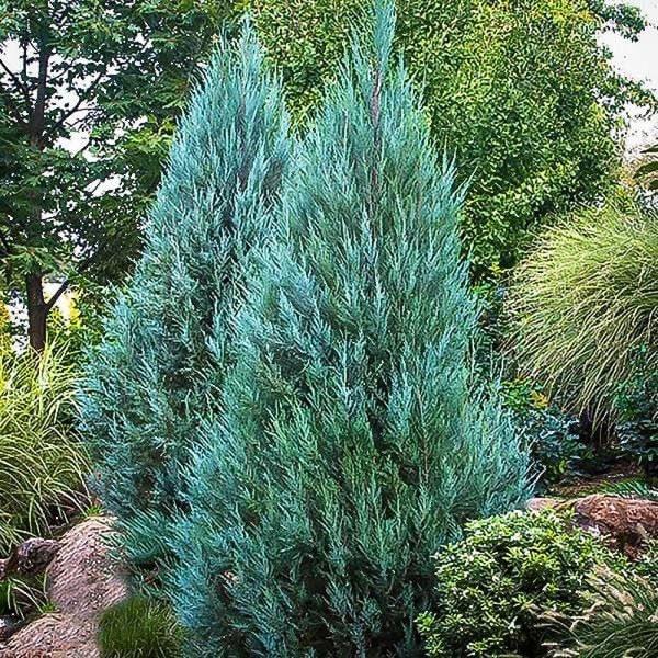 Juniperus Chinensis 'blue Point' - View 2 from www redcrocus com