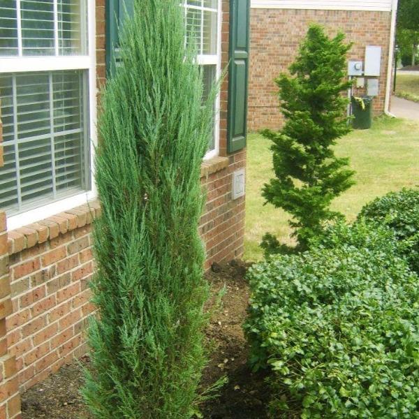 Juniperus Chinensis 'blue Point' - View 32 from www redcrocus com