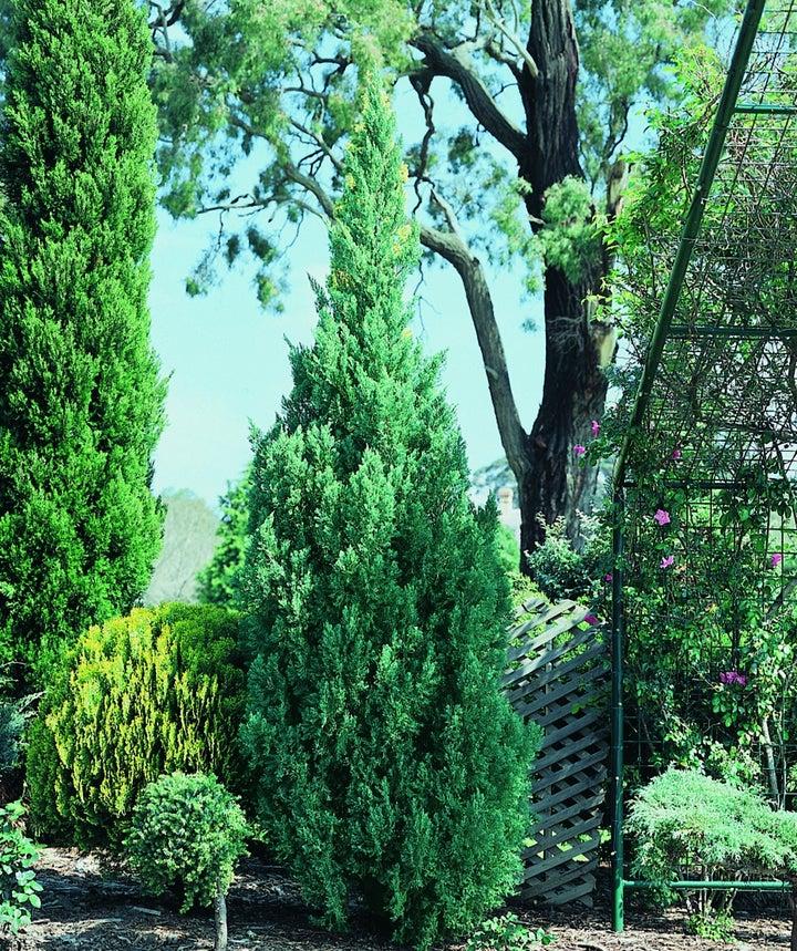 Juniperus Chinensis 'blue Point' - View 34 from www redcrocus com