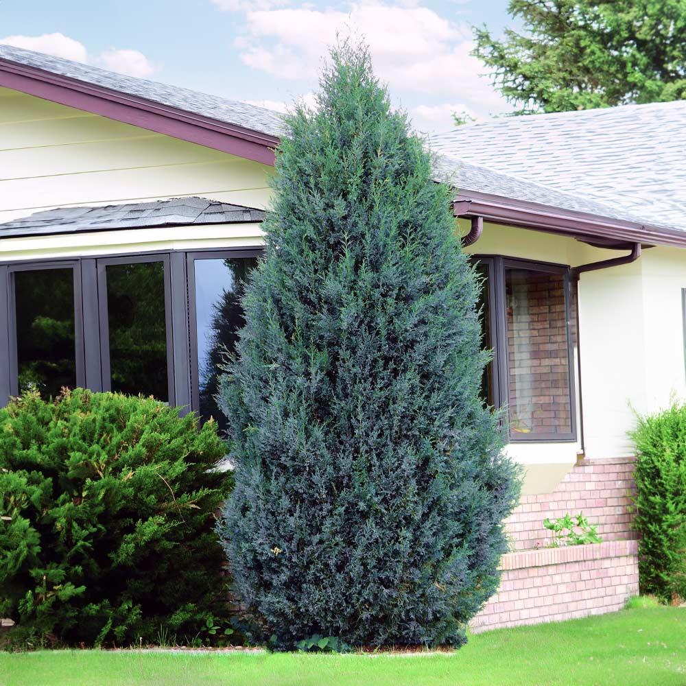 Juniperus Chinensis 'blue Point' - View 37 from www redcrocus com