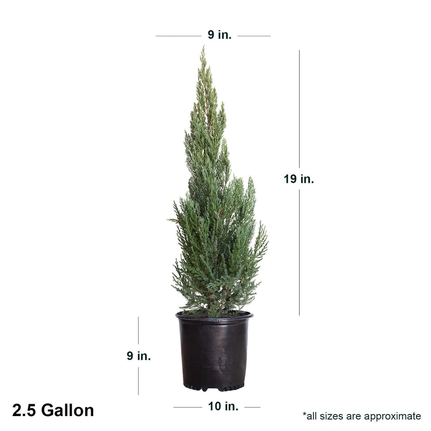 Juniperus Chinensis 'blue Point' - View 38 from www redcrocus com