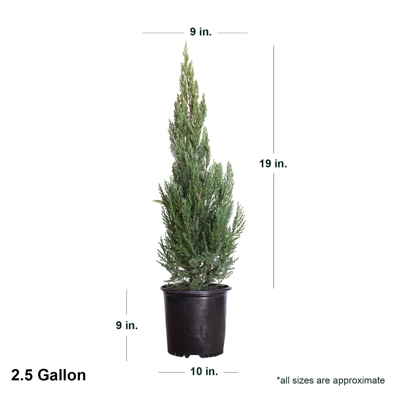 Juniperus Chinensis 'blue Point' - View 38 from www redcrocus com