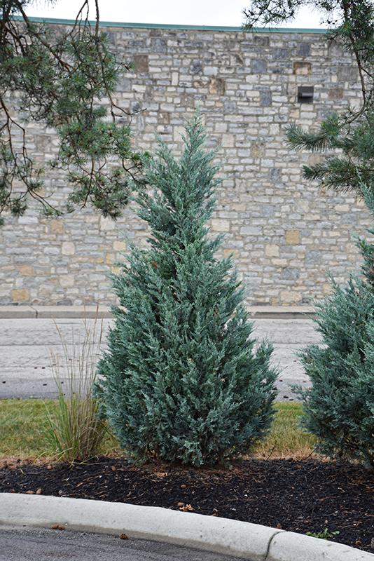 Juniperus Chinensis 'blue Point' - View 39 from www redcrocus com
