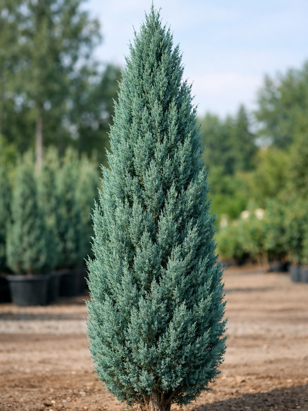Juniperus Chinensis 'blue Point' - View 40 from www redcrocus com