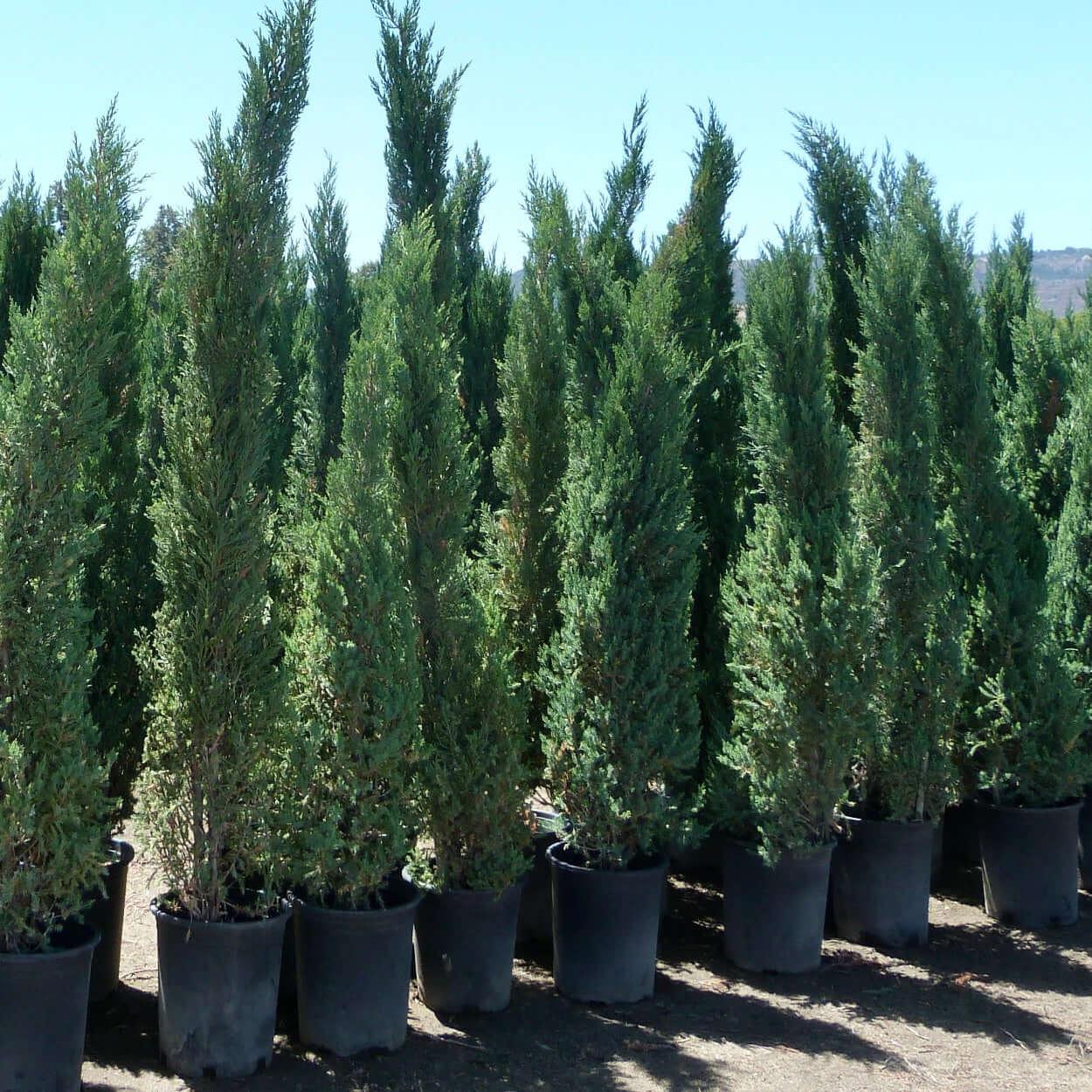 Juniperus Chinensis 'blue Point' - View 5 from www redcrocus com