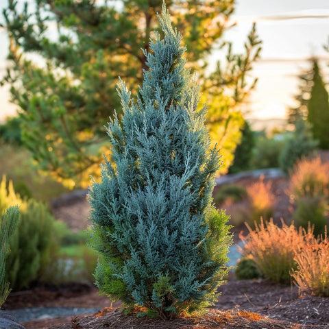 Juniperus Chinensis 'blue Point' - View 6 from www redcrocus com