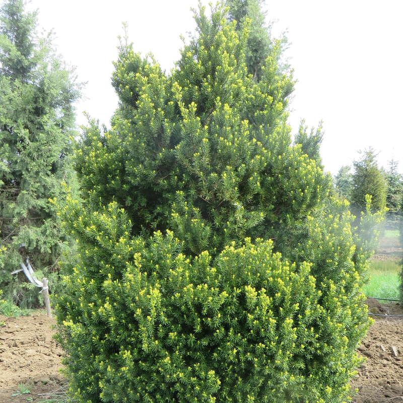 RedCrocus Hatfieldii' Anglojap Yew | Compact Evergreen Shrub for Landscaping, Hedges | Deer Resistant, Container Friendly  4/5' h B&B
