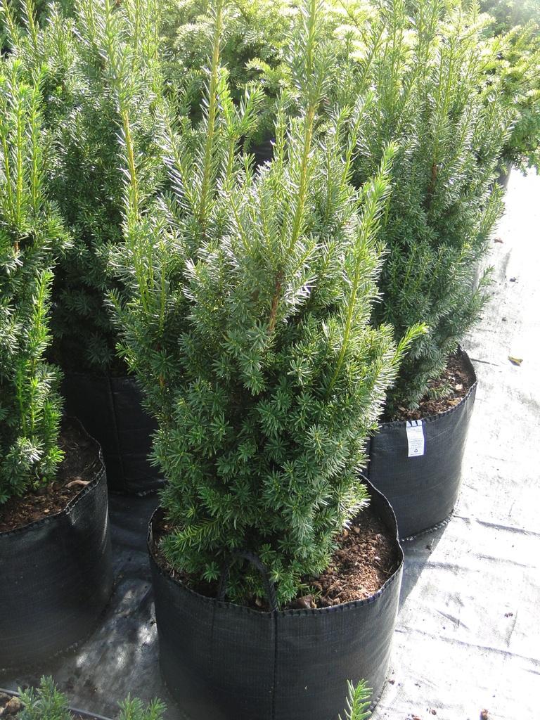 RedCrocus Hatfieldii' Anglojap Yew | Compact Evergreen Shrub for Landscaping, Hedges | Deer Resistant, Container Friendly  4/5' h B&B