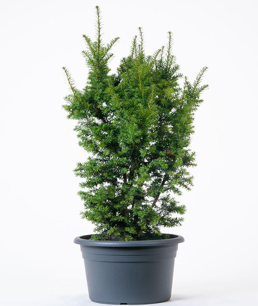 RedCrocus Hatfieldii' Anglojap Yew | Compact Evergreen Shrub for Landscaping, Hedges | Deer Resistant, Container Friendly  4/5' h B&B
