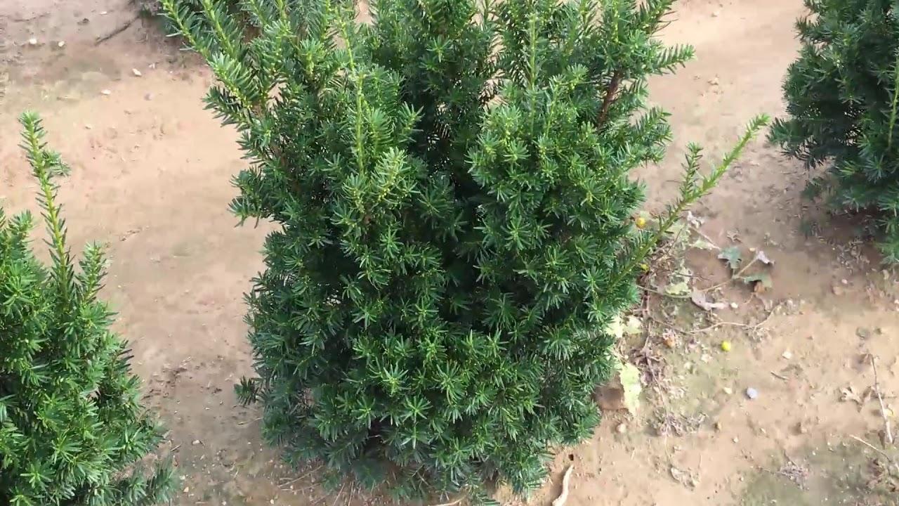 RedCrocus Hatfieldii' Anglojap Yew | Compact Evergreen Shrub for Landscaping, Hedges | Deer Resistant, Container Friendly  4/5' h B&B