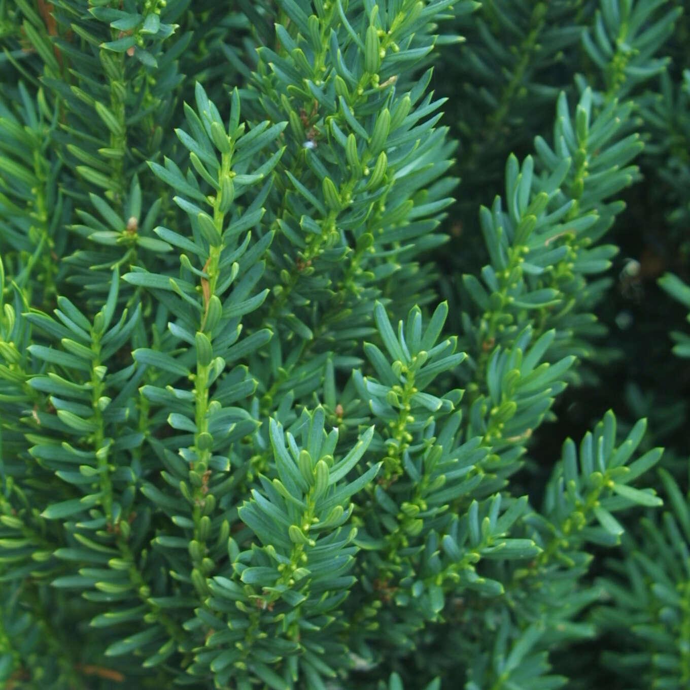 RedCrocus Hatfieldii' Anglojap Yew | Compact Evergreen Shrub for Landscaping, Hedges | Deer Resistant, Container Friendly  4/5' h B&B