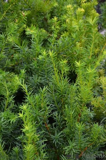 Taxus Media Hatfieldii - View 20 from www redcrocus com