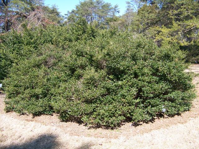 Ilex Crenata Green Lustre - View 17 from www redcrocus com