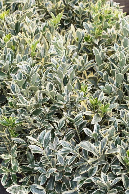 Euonymus Japonicus Silver King - View 10 from www redcrocus com
