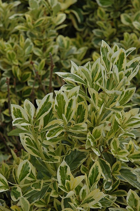 Euonymus Japonicus Silver King - View 13 from www redcrocus com