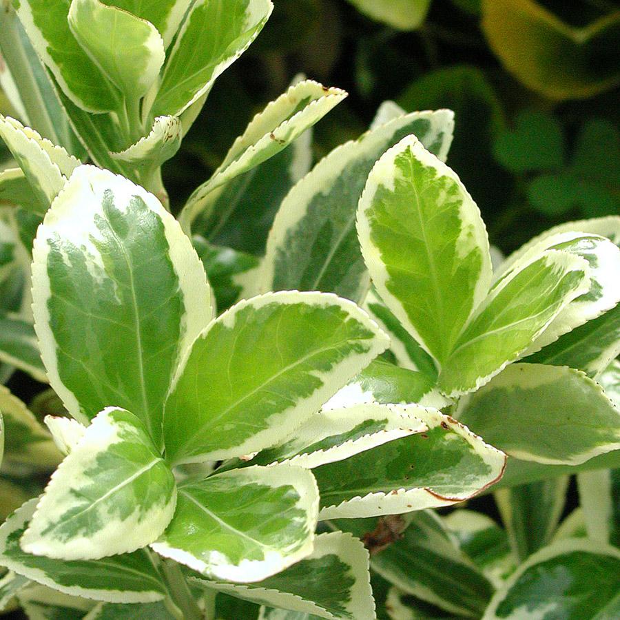 Euonymus Japonicus Silver King - View 15 from www redcrocus com
