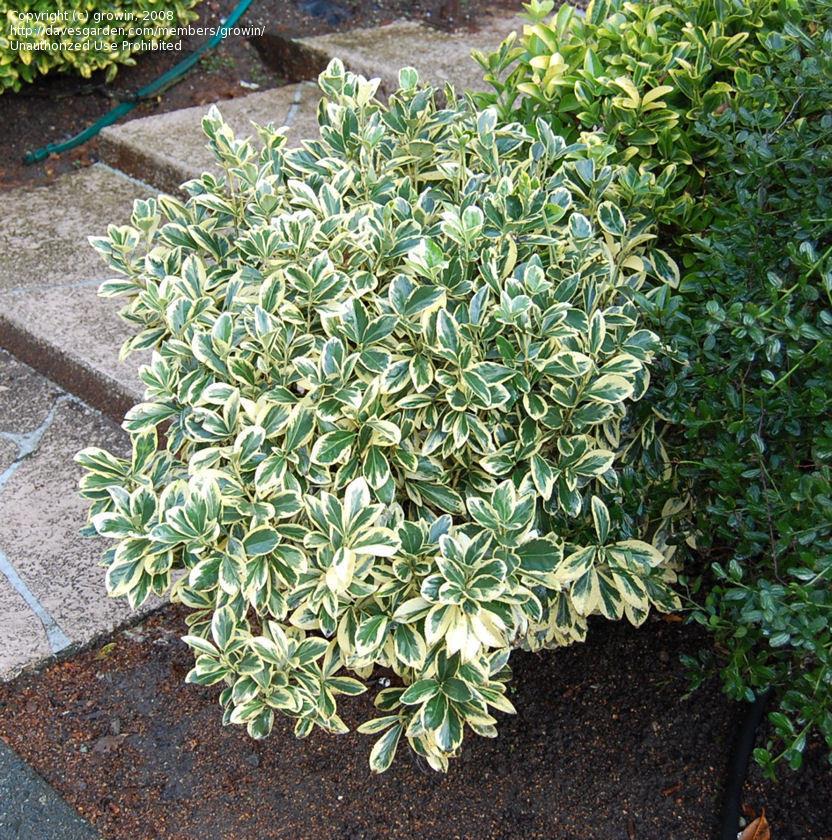 Euonymus Japonicus Silver King - View 1 from www redcrocus com