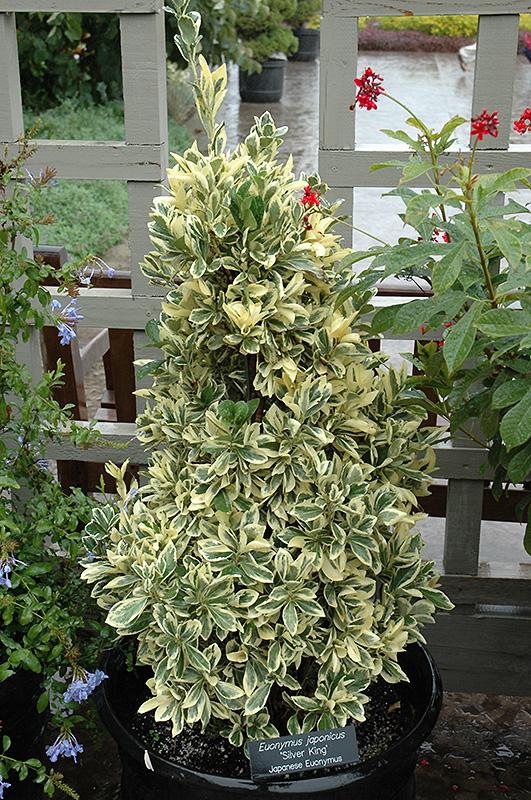 Euonymus Japonicus Silver King - View 3 from www redcrocus com