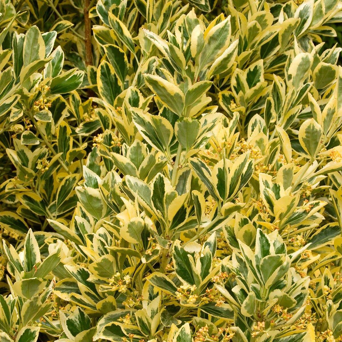 Euonymus Japonicus Silver King - View 4 from www redcrocus com