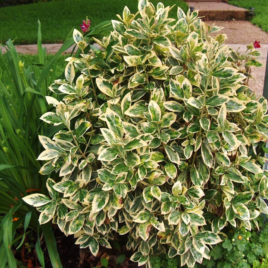 Euonymus Japonicus Silver King - View 4 from www redcrocus com