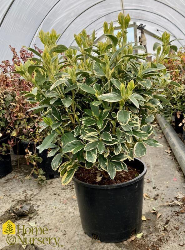 Euonymus Japonicus Silver King - View 7 from www redcrocus com