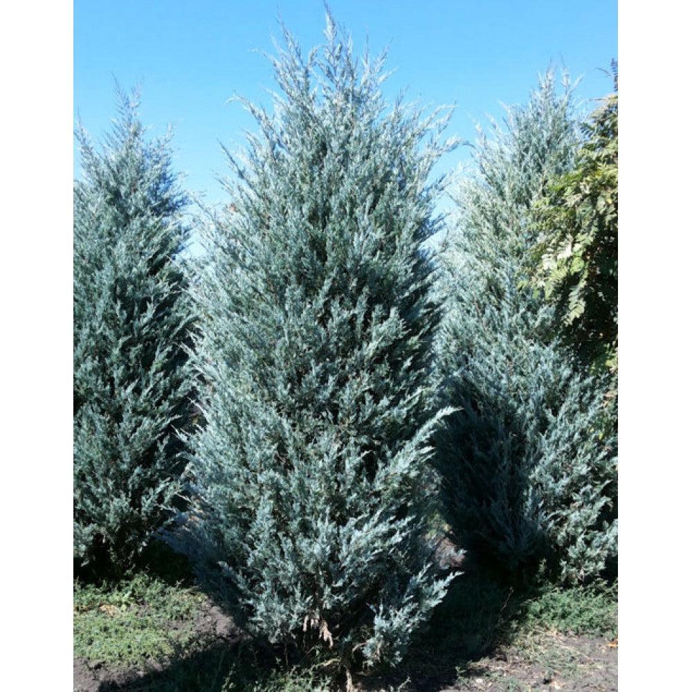 Juniperus Scopulorum Moonglow - View 10 from www redcrocus com