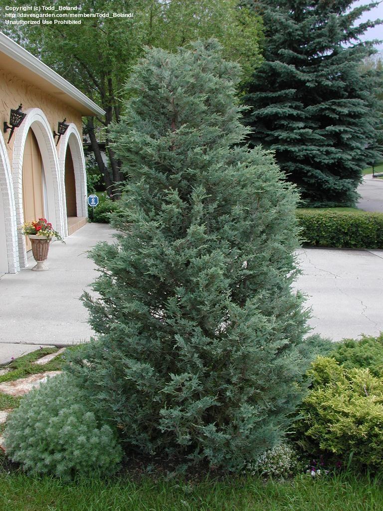 Juniperus Scopulorum Moonglow - View 11 from www redcrocus com