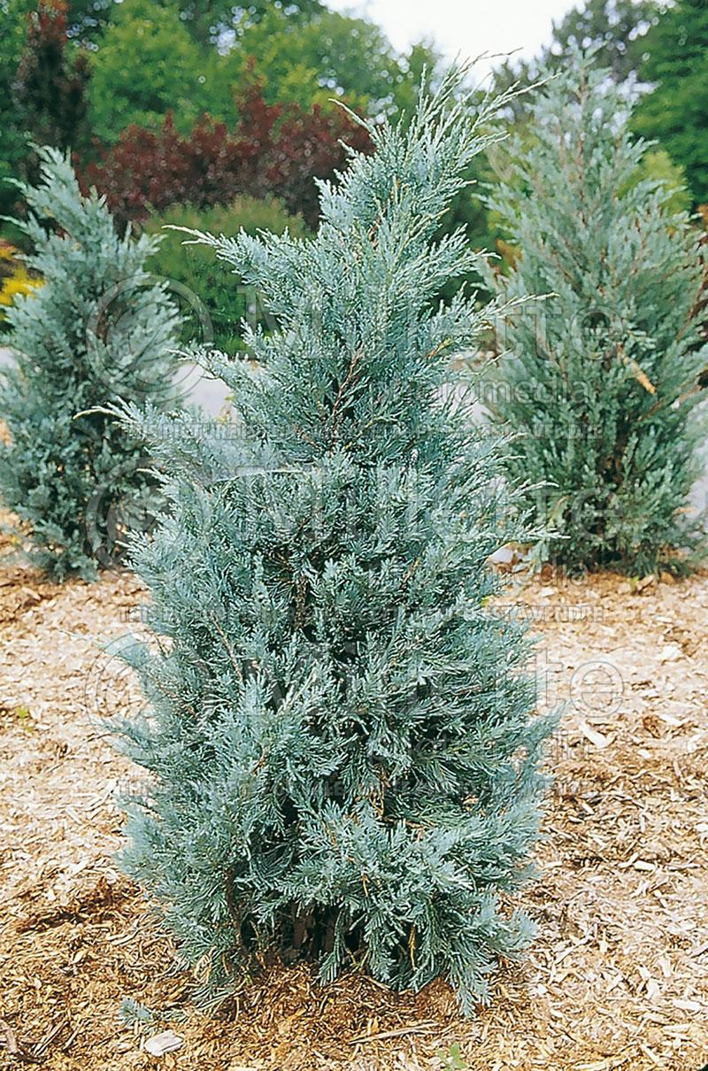 Juniperus Scopulorum Moonglow - View 13 from www redcrocus com