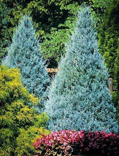 Juniperus Scopulorum Moonglow - View 15 from www redcrocus com