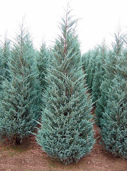 Juniperus Scopulorum Moonglow - View 16 from www redcrocus com