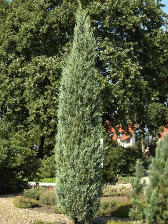 Juniperus Scopulorum Moonglow - View 18 from www redcrocus com