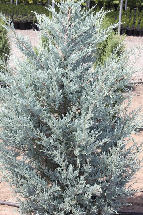 Juniperus Scopulorum Moonglow - View 1 from www redcrocus com