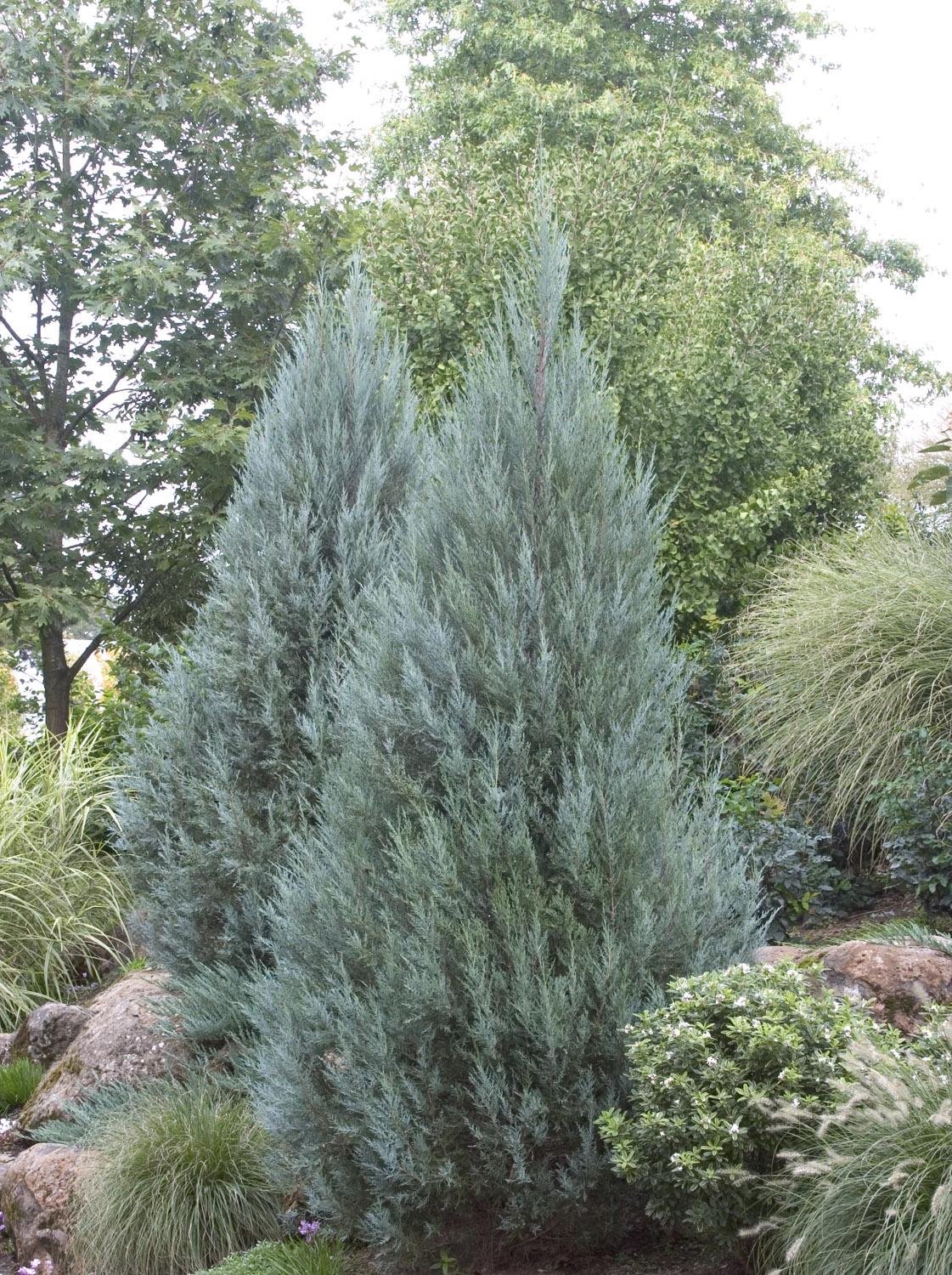Juniperus Scopulorum Moonglow - View 3 from www redcrocus com