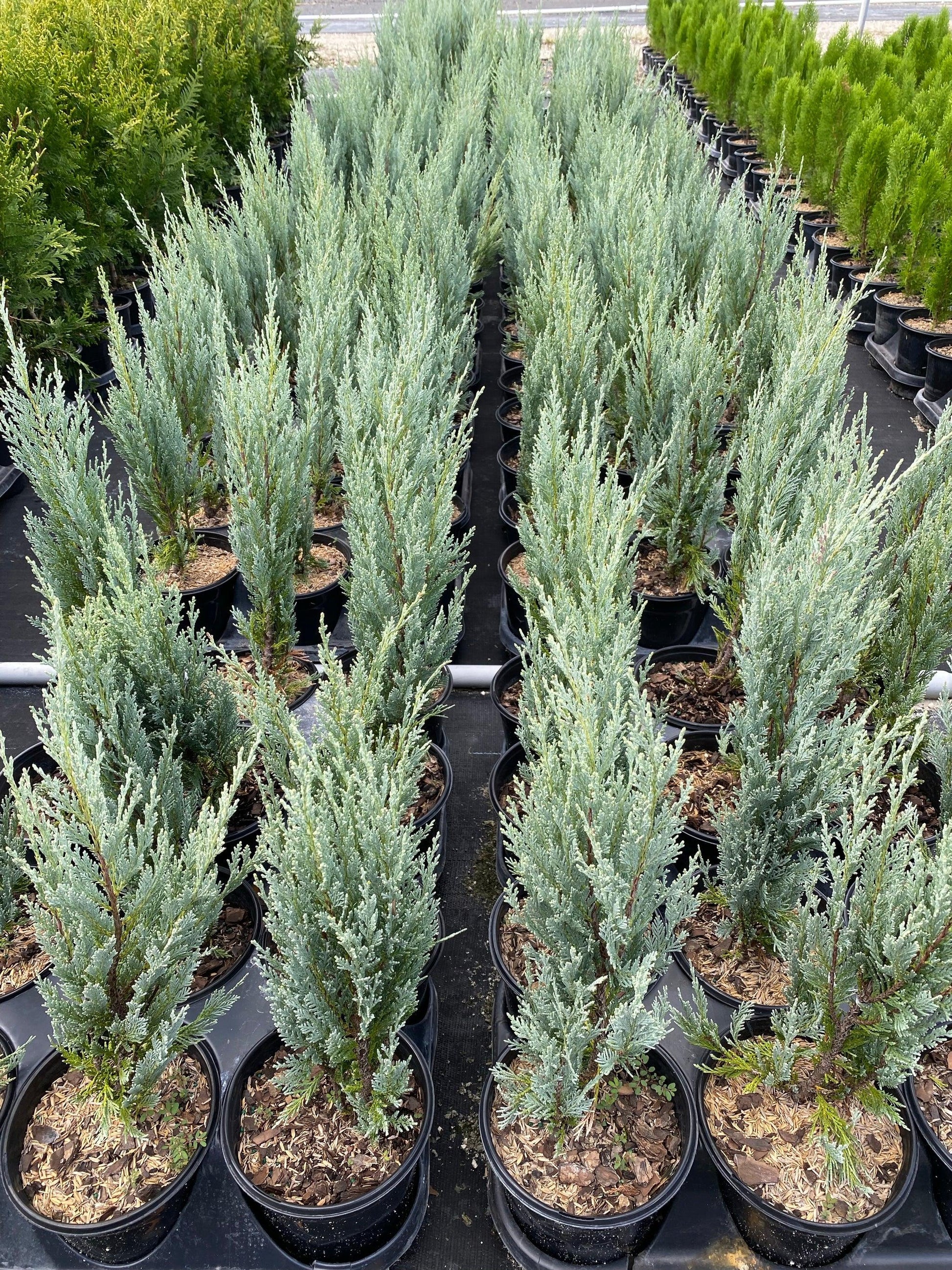 Juniperus Scopulorum Moonglow - View 4 from www redcrocus com