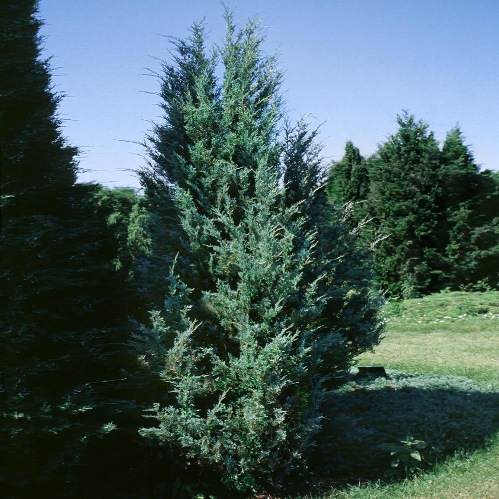 Juniperus Scopulorum Moonglow - View 5 from www redcrocus com