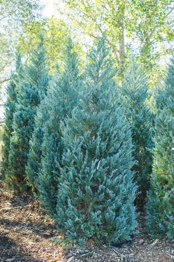 Juniperus Scopulorum Moonglow - View 6 from www redcrocus com