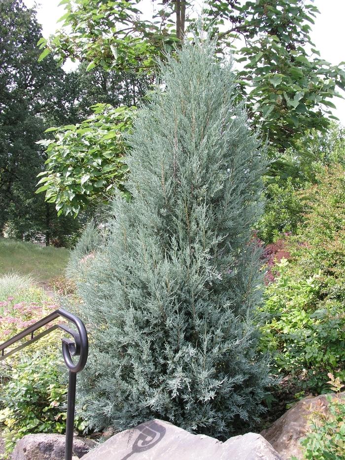 Juniperus Scopulorum Moonglow - View 7 from www redcrocus com