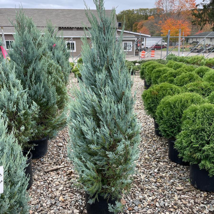 Juniperus Scopulorum Moonglow - View 8 from www redcrocus com